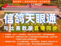 信鸽天眼通引领信鸽竞翔行业高科技变革